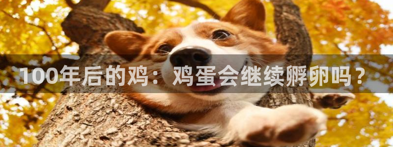美狮贵宾会登陆：100年后的鸡：鸡蛋会继续孵卵吗？